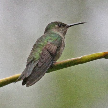 Photo (5): Scaly-breasted Hummingbird