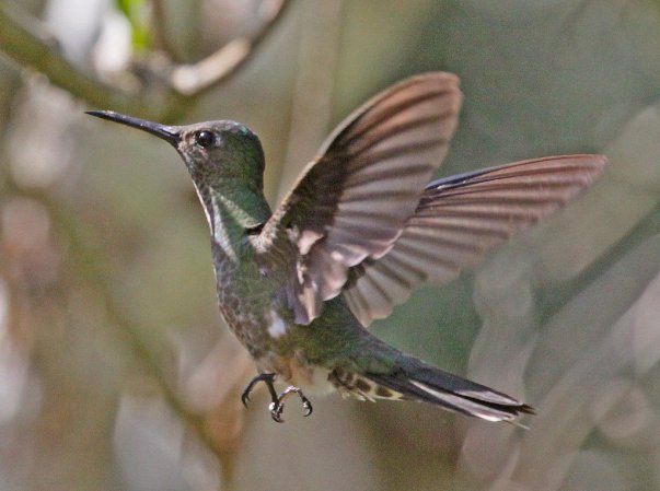 Photo (3): Scaly-breasted Hummingbird
