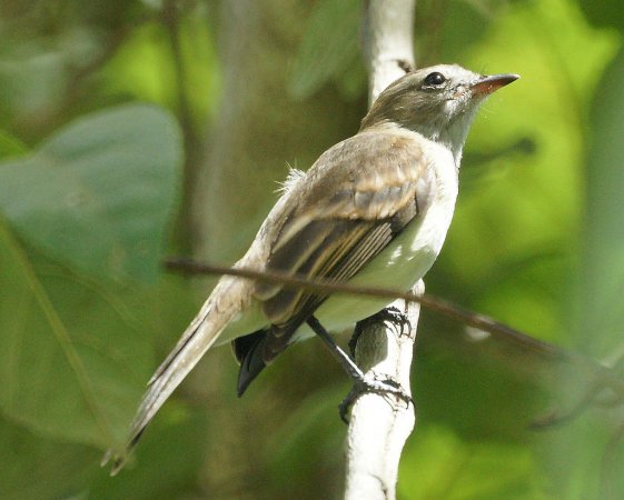 Photo (2): Mouse-colored Tyrannulet