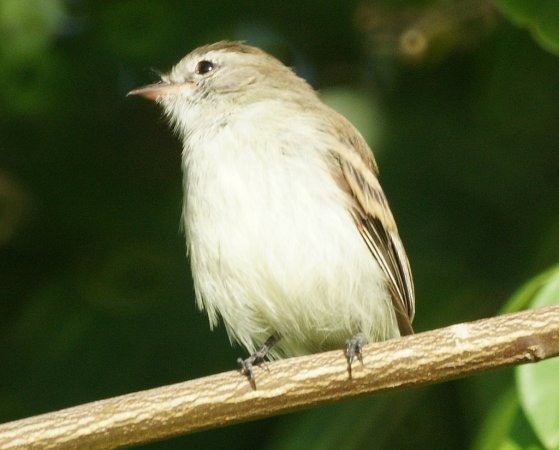 Photo (3): Mouse-colored Tyrannulet