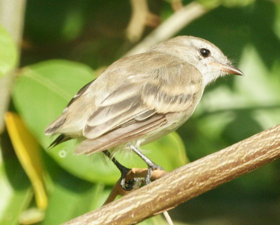 Photo (1): Mouse-colored Tyrannulet