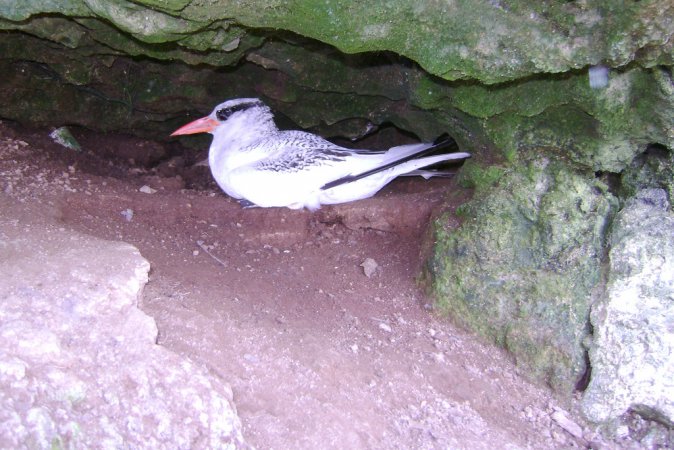 Photo (1): Red-billed Tropicbird