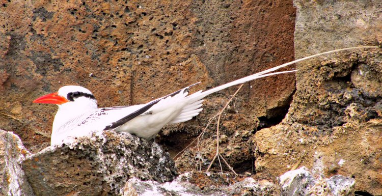 Photo (14): Red-billed Tropicbird