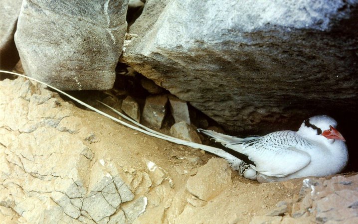 Photo (6): Red-billed Tropicbird