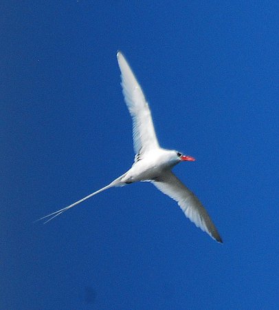 Photo (10): Red-billed Tropicbird