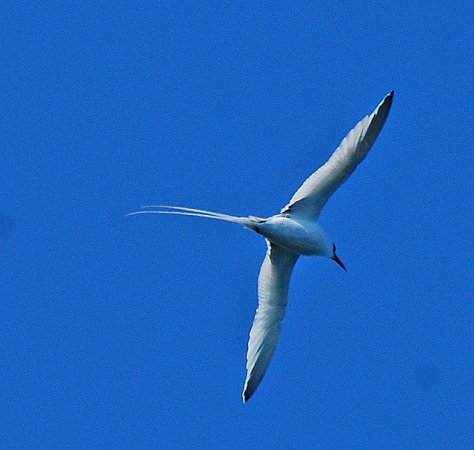 Photo (3): Red-billed Tropicbird