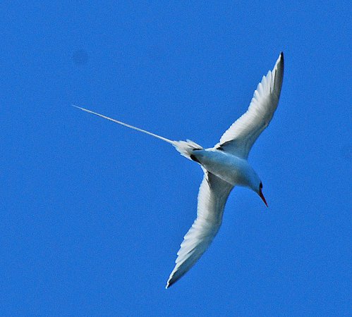 Photo (4): Red-billed Tropicbird