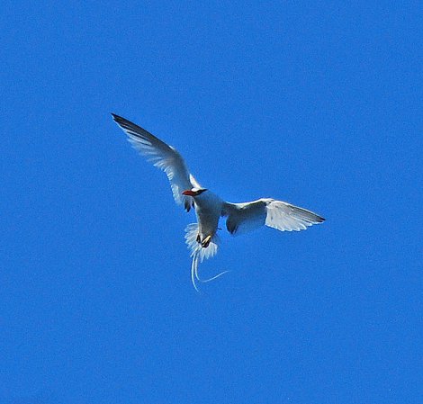 Photo (13): Red-billed Tropicbird