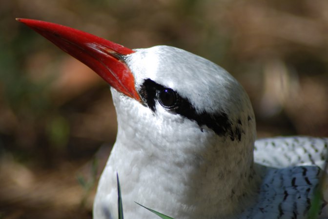 Photo (5): Red-billed Tropicbird