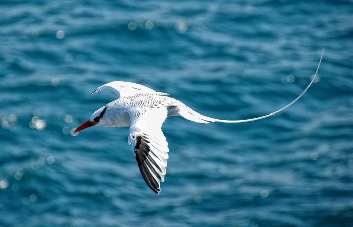 Photo (7): Red-billed Tropicbird