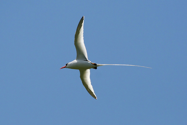 Photo (12): Red-billed Tropicbird