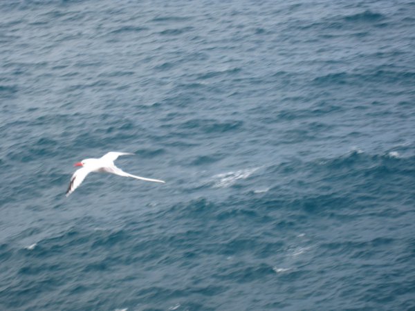 Photo (9): Red-billed Tropicbird