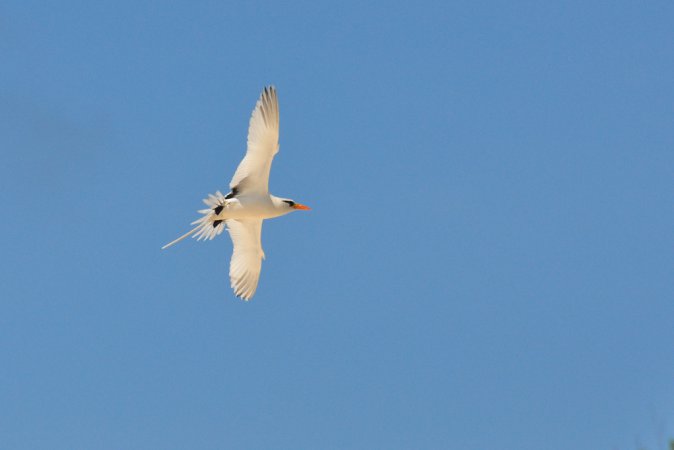 Photo (1): White-tailed Tropicbird