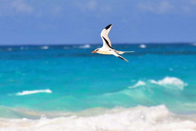 Photo (18): White-tailed Tropicbird