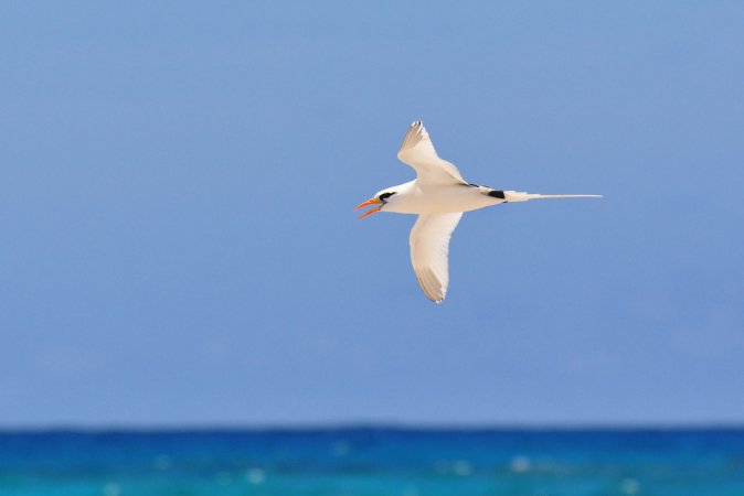Photo (17): White-tailed Tropicbird