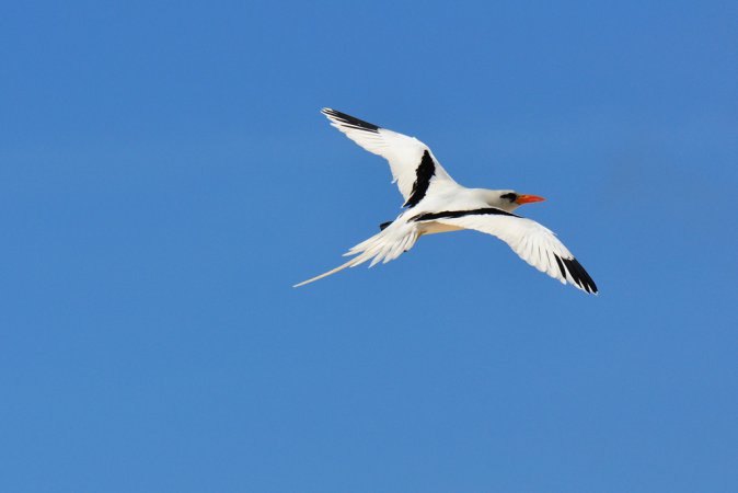 Photo (14): White-tailed Tropicbird