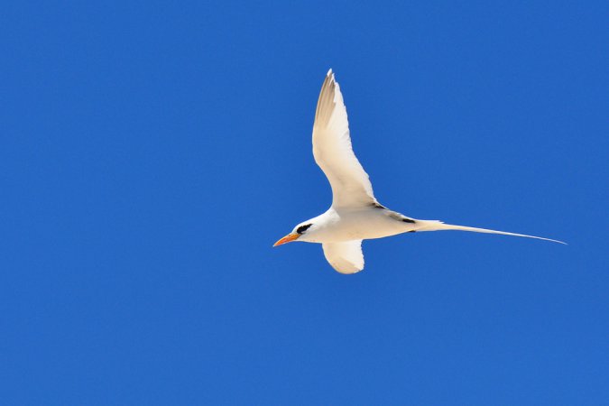 Photo (16): White-tailed Tropicbird