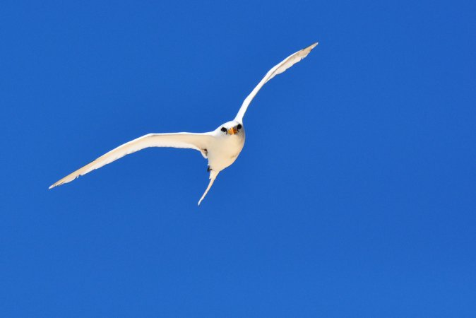 Photo (13): White-tailed Tropicbird