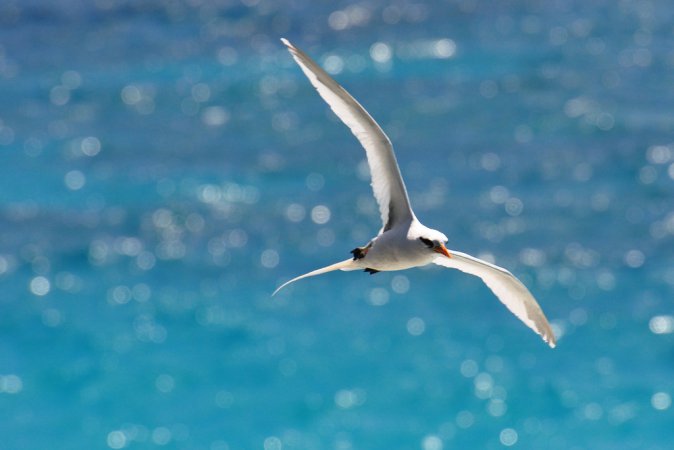 Photo (6): White-tailed Tropicbird