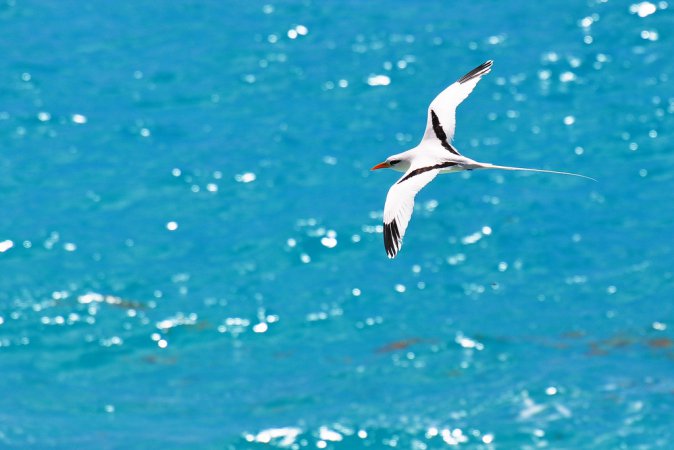 Photo (5): White-tailed Tropicbird