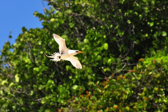Photo (11): White-tailed Tropicbird