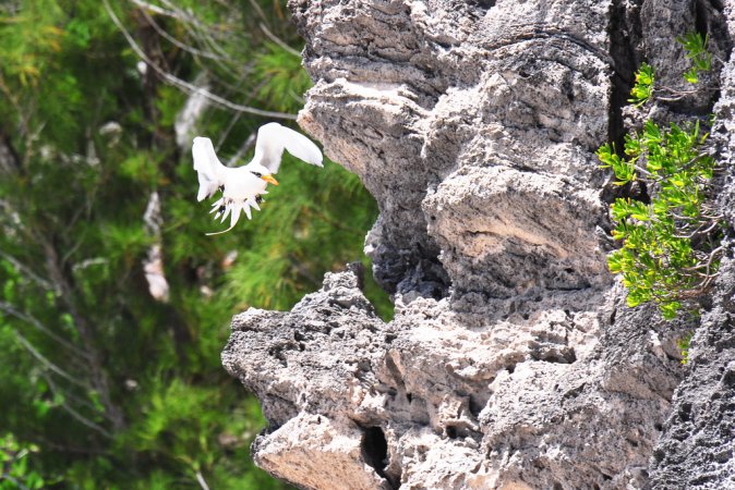 Photo (3): White-tailed Tropicbird