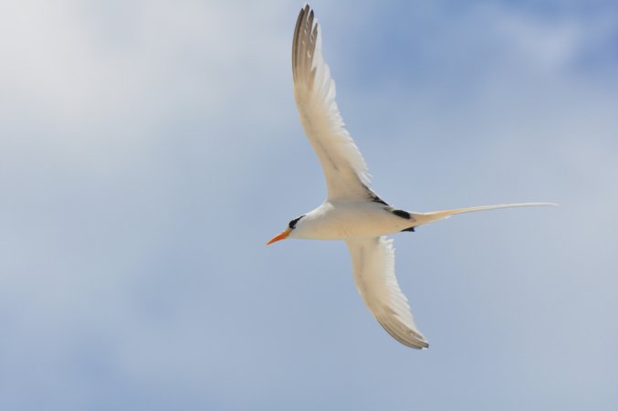 Photo (12): White-tailed Tropicbird