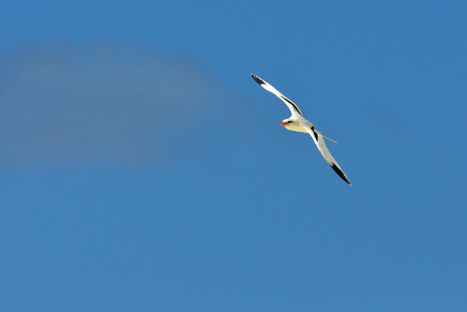 Photo (8): White-tailed Tropicbird
