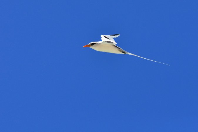Photo (20): White-tailed Tropicbird