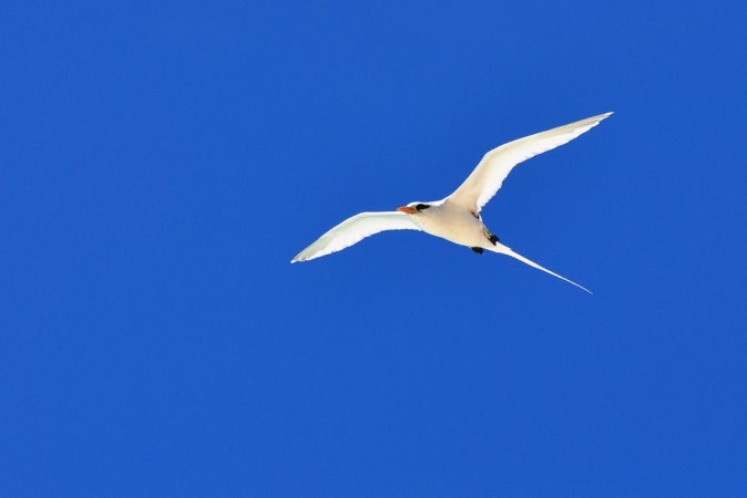 Photo (10): White-tailed Tropicbird