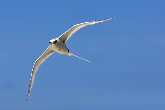 Photo (9): White-tailed Tropicbird