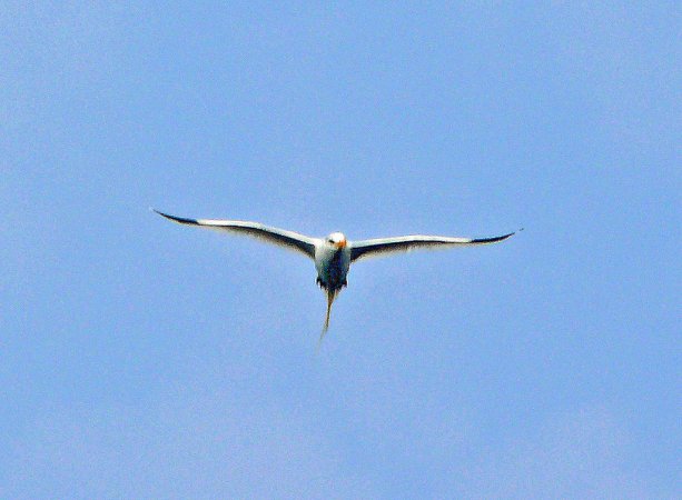 Photo (4): White-tailed Tropicbird