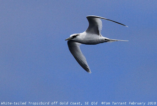 Photo (15): White-tailed Tropicbird