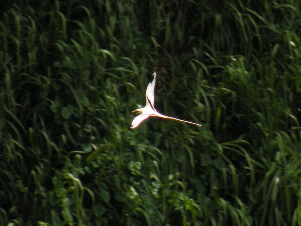 Photo (19): White-tailed Tropicbird