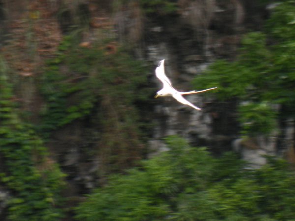 Photo (2): White-tailed Tropicbird