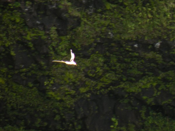 Photo (7): White-tailed Tropicbird