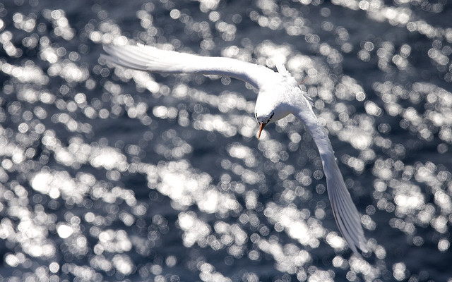 Photo (1): Red-tailed Tropicbird