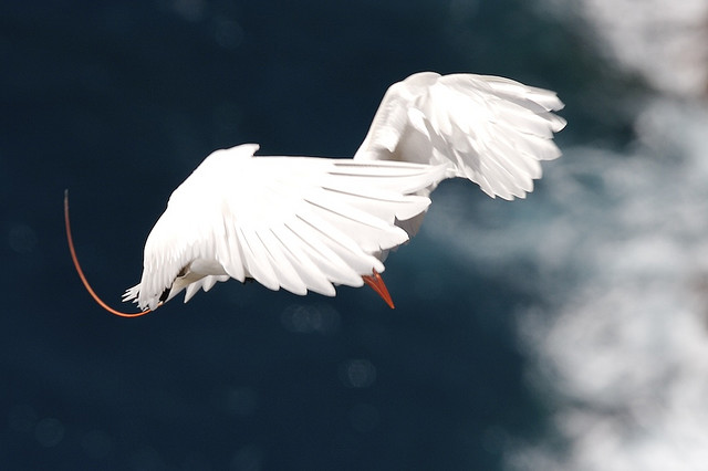 Photo (4): Red-tailed Tropicbird