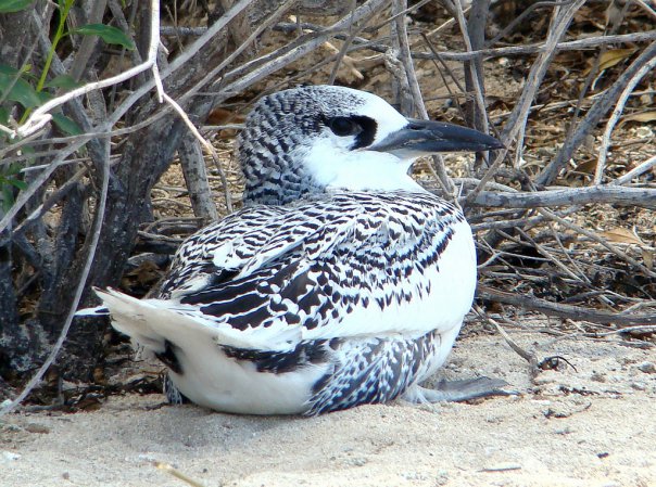 Photo (11): Red-tailed Tropicbird