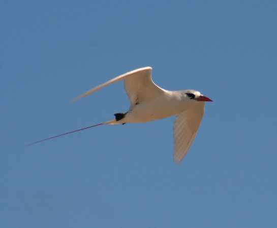 Photo (12): Red-tailed Tropicbird