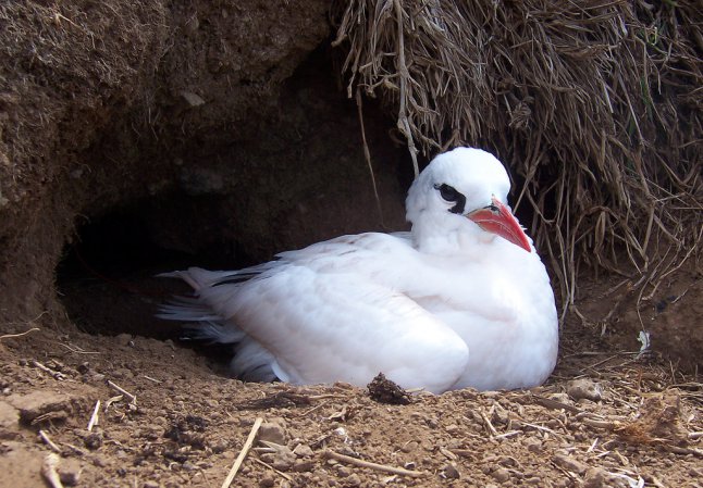 Photo (2): Red-tailed Tropicbird