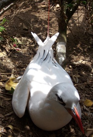 Photo (8): Red-tailed Tropicbird