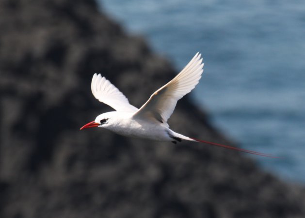 Photo (9): Red-tailed Tropicbird