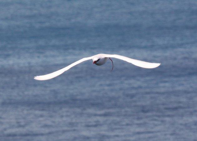 Photo (10): Red-tailed Tropicbird