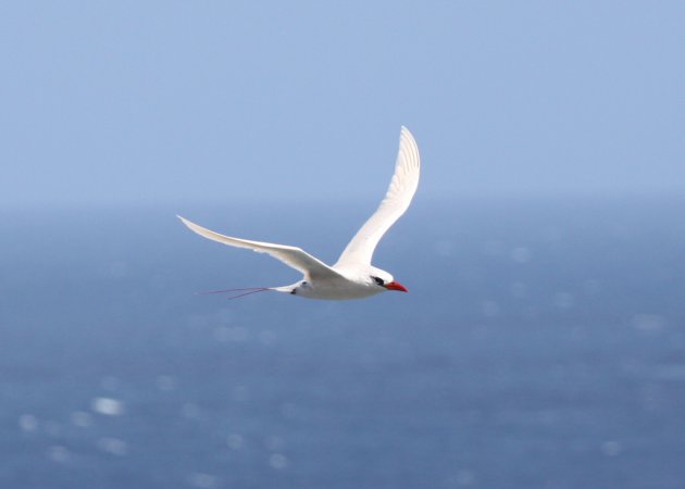 Photo (3): Red-tailed Tropicbird