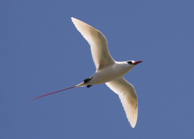 Photo (5): Red-tailed Tropicbird