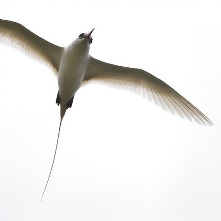 Photo (7): Red-tailed Tropicbird