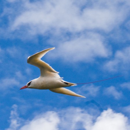 Photo (6): Red-tailed Tropicbird