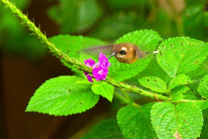 Photo (1): Gray-chinned Hermit