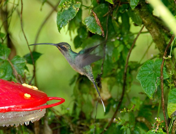 Photo (2): Green Hermit